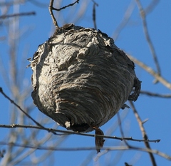 Dolichovespula maculata