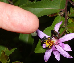 Acmaeodera viridaenea