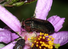 Acmaeodera viridaenea