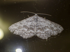 Psilosticha absorpta