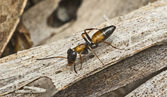 Opisthopsis pictus lepidus