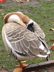 Anser cygnoides domesticus