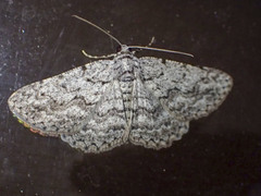 Psilosticha absorpta