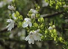 Prostanthera nivea