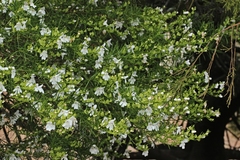 Prostanthera nivea