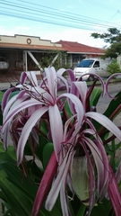 Crinum × amabile