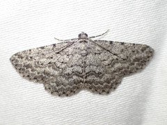 Psilosticha absorpta