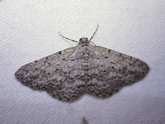 Psilosticha absorpta