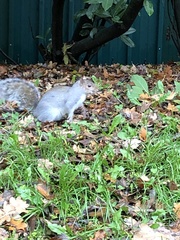 Sciurus carolinensis