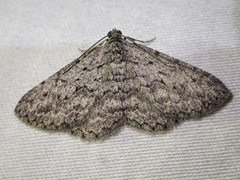 Psilosticha absorpta