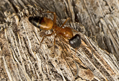 Opisthopsis rufithorax