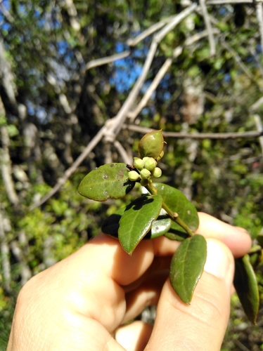 Image of Rhoiacarpos capensis by (c) Brian du Preez, some rights reserved (CC BY-SA)