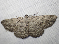 Psilosticha absorpta