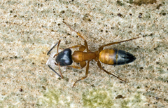 Opisthopsis rufithorax