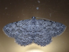 Psilosticha absorpta