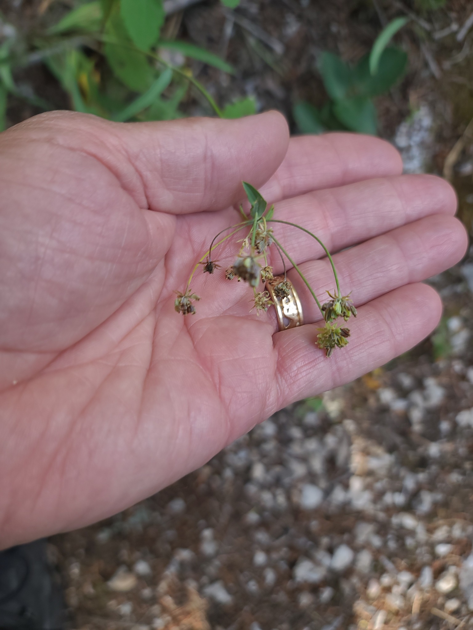American Thorowax (Bupleurum americanum)