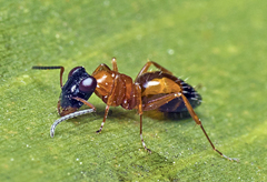 Opisthopsis rufithorax