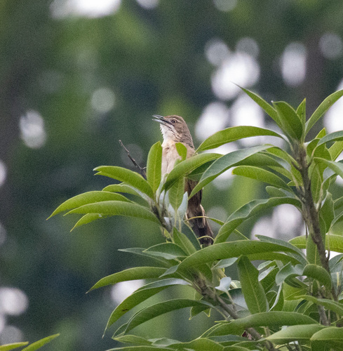 Moustached Grass Warbler (Melocichla mentalis), photo 4