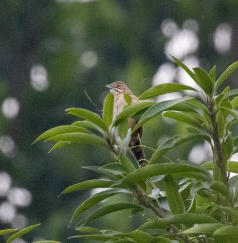 Moustached Grass Warbler (Melocichla mentalis), photo 5