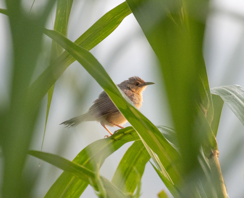 Red-faced Cisticola (Cisticola erythrops), photo 7