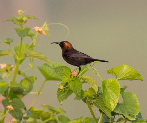 Copper Sunbird (Cinnyris cupreus), photo 9