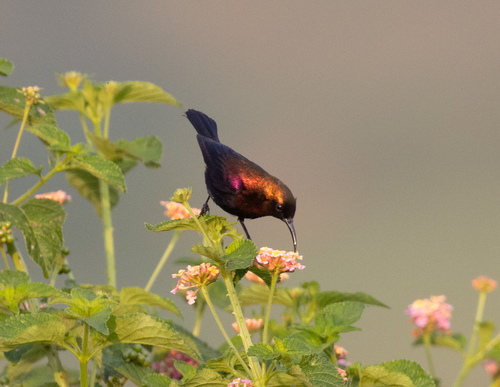 Copper Sunbird (Cinnyris cupreus), photo 3