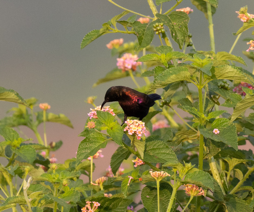 Copper Sunbird (Cinnyris cupreus), photo 4