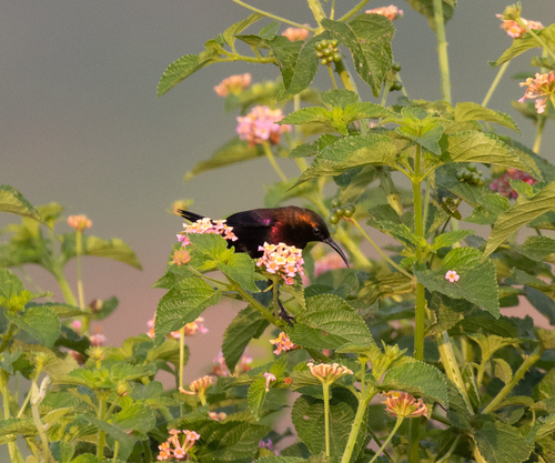 Copper Sunbird (Cinnyris cupreus), photo 7