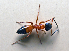 Opisthopsis rufithorax