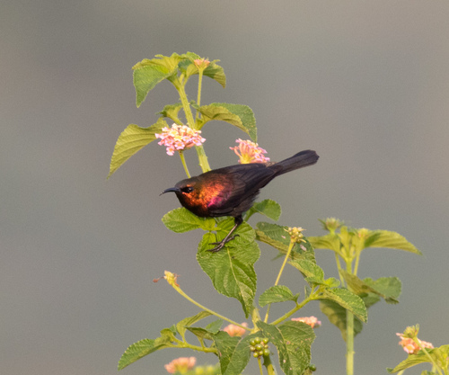 Copper Sunbird (Cinnyris cupreus), photo 8