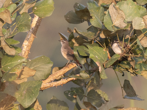 Brown-backed Scrub Robin (Cercotrichas hartlaubi), photo 4