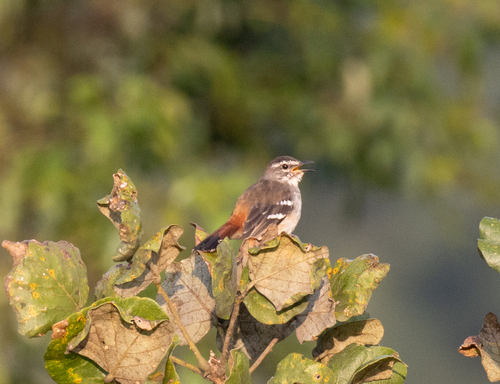 Brown-backed Scrub Robin (Cercotrichas hartlaubi)