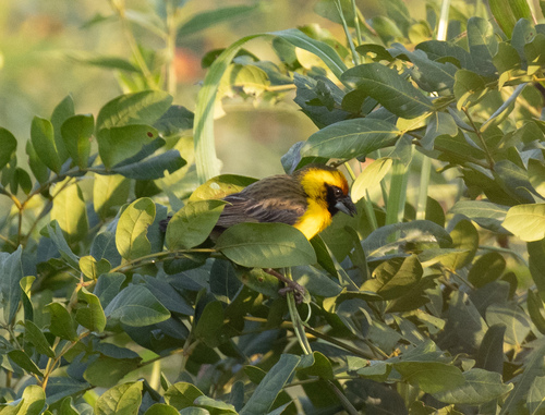 Compact Weaver (Pachyphantes superciliosus), photo 3