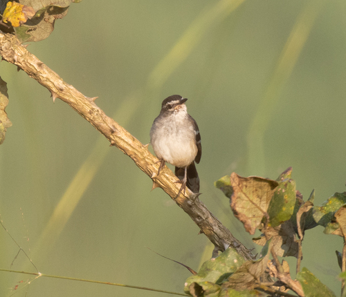 Brown-backed Scrub Robin (Cercotrichas hartlaubi), photo 5