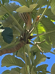 Cecropia distachya