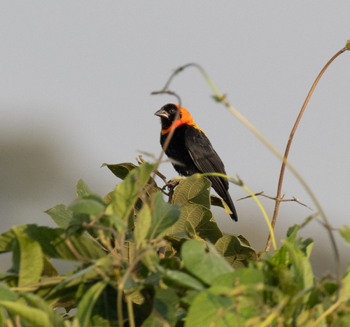 Black Bishop (Euplectes gierowii), photo 5