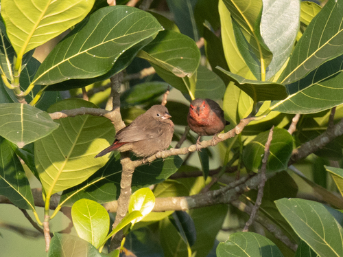 Bar-breasted Firefinch (Lagonosticta rufopicta), photo 8