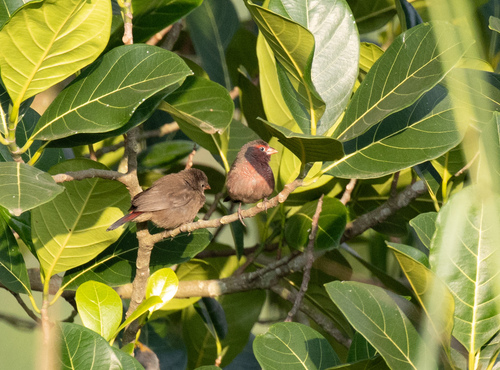 Bar-breasted Firefinch (Lagonosticta rufopicta), photo 4