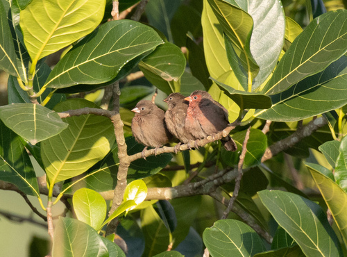 Bar-breasted Firefinch (Lagonosticta rufopicta), photo 3