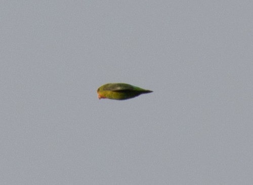 Red-headed Lovebird (Agapornis pullarius), photo 6