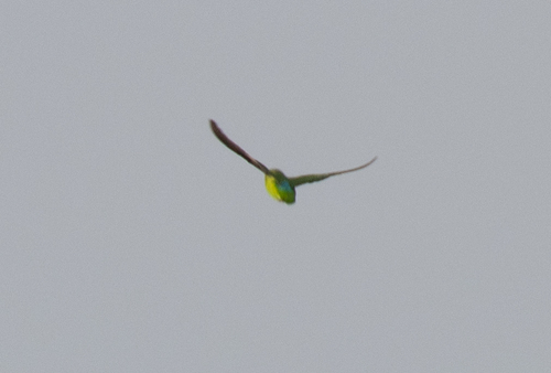 Red-headed Lovebird (Agapornis pullarius), photo 7