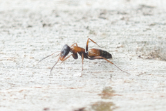 Opisthopsis picta