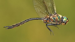 Somatochlora kennedyi