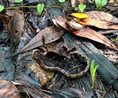 Candoia superciliosa