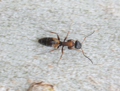 Opisthopsis picta