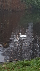Anser cygnoides domesticus