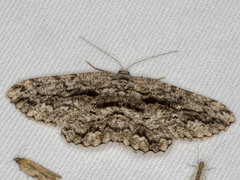 Scioglyptis canescaria