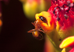 Opisthopsis rufithorax