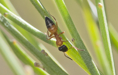 Opisthopsis rufithorax