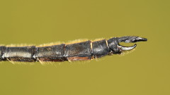 Somatochlora kennedyi